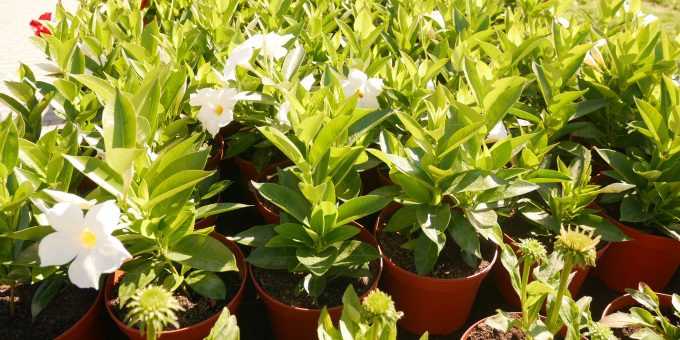 Blumen - Produkte der Gärtnerei der JVA Luckau-Duben
