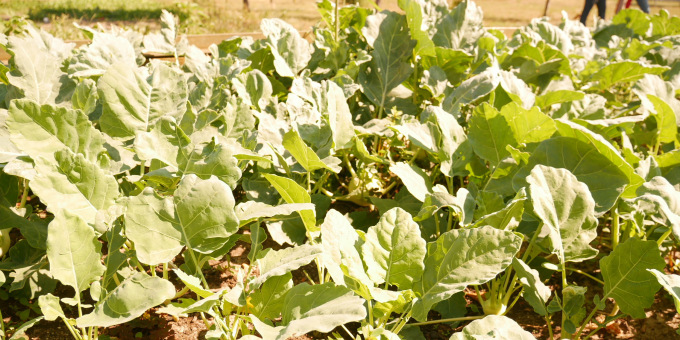 Kohlrabi - Produkte der Gärtnerei der JVA Cottbus-Dissenchen