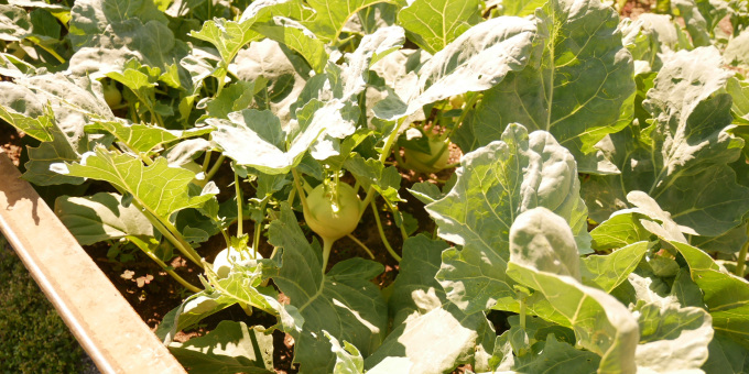 Kohlrabi - Produkte der Gärtnerei der JVA Cottbus-Dissenchen