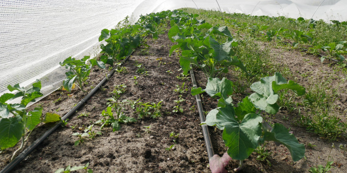 Gärtnerei der JVA Brandenburg an der Havel