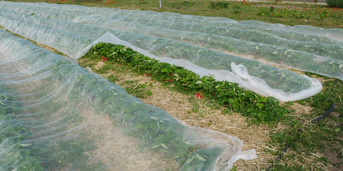 Gärtnerei der JVA Brandenburg an der Havel