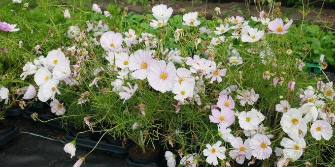 Blumen - Produkte der Gärtnerei der JVA Brandenburg an der Havel