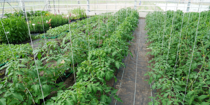 Gärtnerei der JVA Brandenburg an der Havel