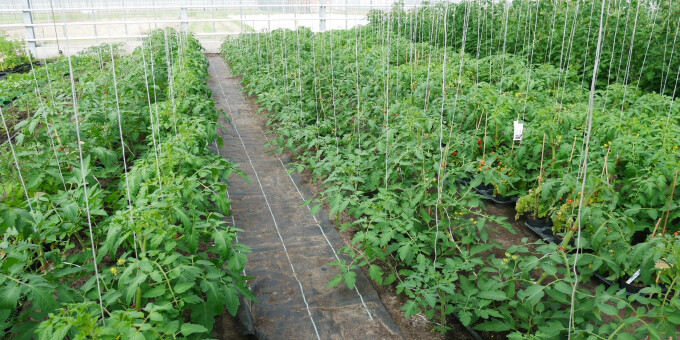 Gärtnerei der JVA Brandenburg an der Havel