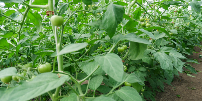 Gemüse - Produkte der Gärtnerei der JVA Brandenburg an der Havel
