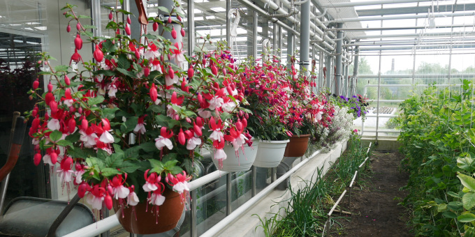 Gärtnerei der JVA Brandenburg an der Havel