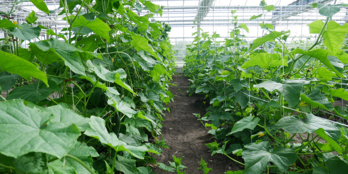 Gärtnerei der JVA Brandenburg an der Havel