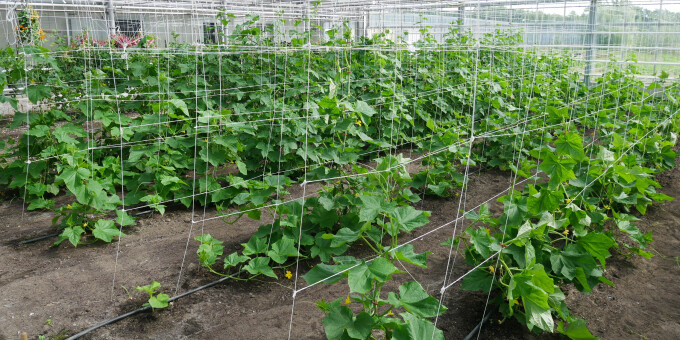 Gärtnerei der JVA Brandenburg an der Havel