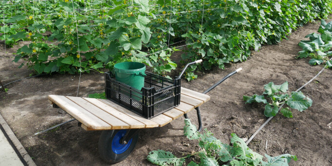 Gärtnerei der JVA Brandenburg an der Havel