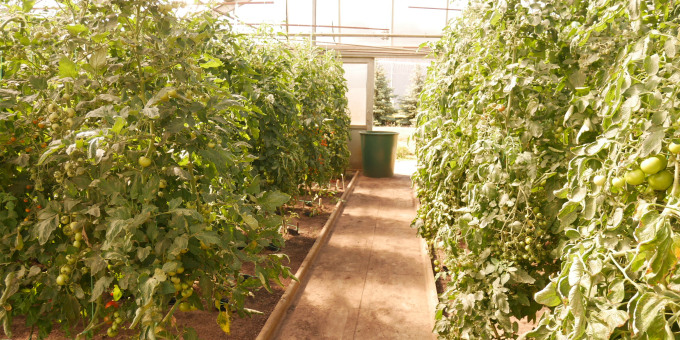 Gärtnerei der JVA Cottbus-Dissenchen