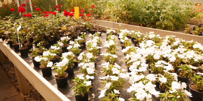 Blumen - Produkte der Gärtnerei der JVA Cottbus-Dissenchen