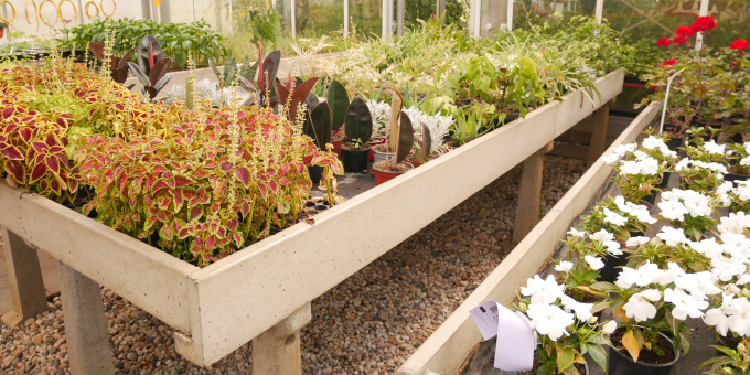 Blumen und Pflanzen - Produkte der Gärtnerei der JVA Cottbus-Dissenchen