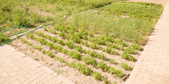 Gärtnerei der JVA Luckau-Duben