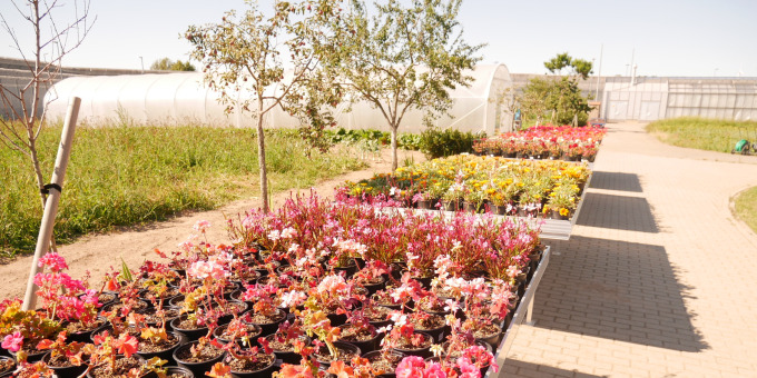 Gärtnerei der JVA Luckau-Duben