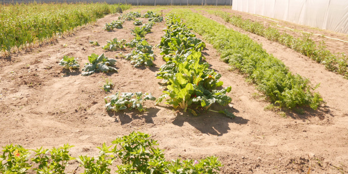 Gärtnerei der JVA Luckau-Duben