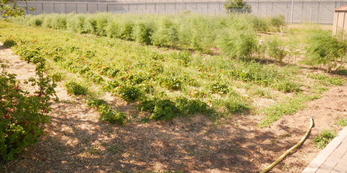 Gärtnerei der JVA Luckau-Duben