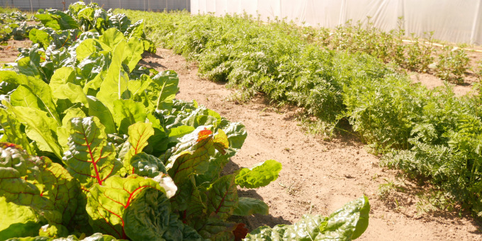 Gärtnerei der JVA Luckau-Duben