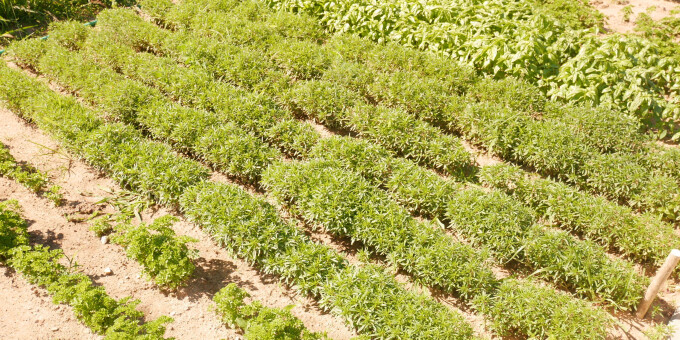 Gärtnerei der JVA Luckau-Duben