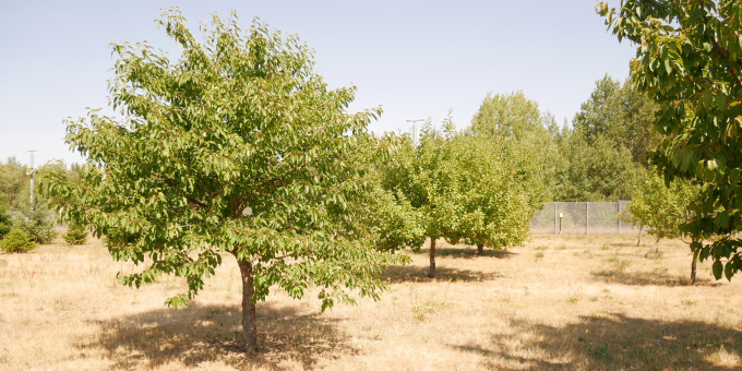 Gärtnerei der JVA Luckau-Duben, Außenstelle Spremberg