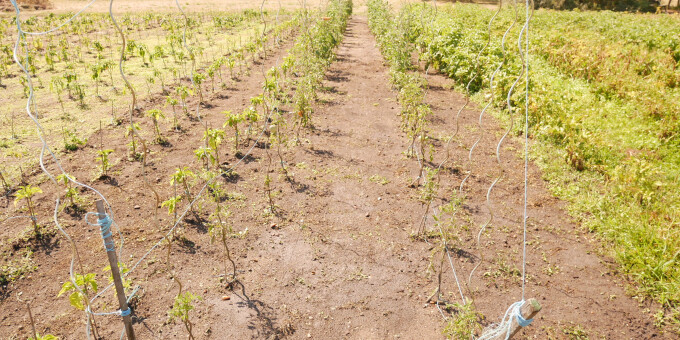 Gärtnerei der JVA Luckau-Duben, Außenstelle Spremberg