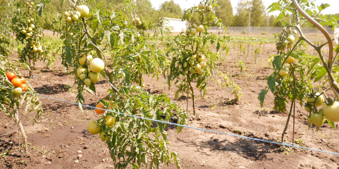 Tomaten - Produkte der Gärtnerei der JVa Luckau-Duben, Außenstelle Spremberg