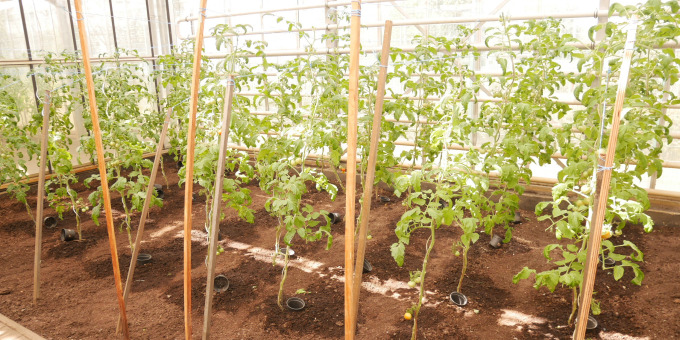 Gärtnerei der JVA Luckau-Duben, Außenstelle Spremberg