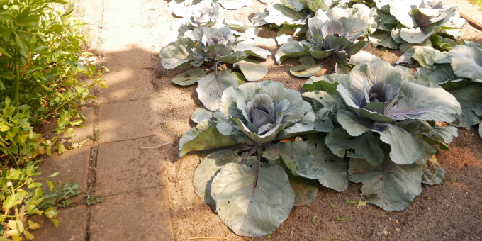 Gemüse - Produkte der Gärtnerei der JVa Luckau-Duben, Außenstelle Spremberg