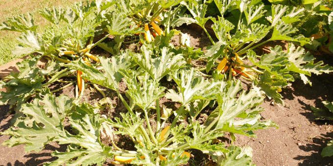 Zucchini - Produkte der Gärtnerei der JVa Luckau-Duben, Außenstelle Spremberg