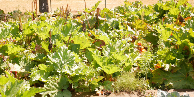 Gärtnerei der JVA Luckau-Duben, Außenstelle Spremberg