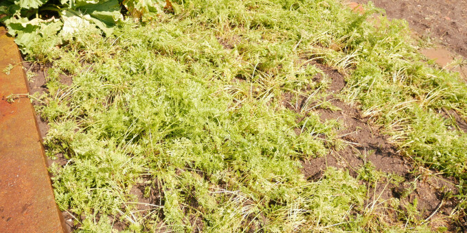 Petersilie - Produkte der Gärtnerei der JVa Luckau-Duben, Außenstelle Spremberg