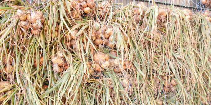 Zwiebeln - Produkte der Gärtnerei der JVa Luckau-Duben, Außenstelle Spremberg