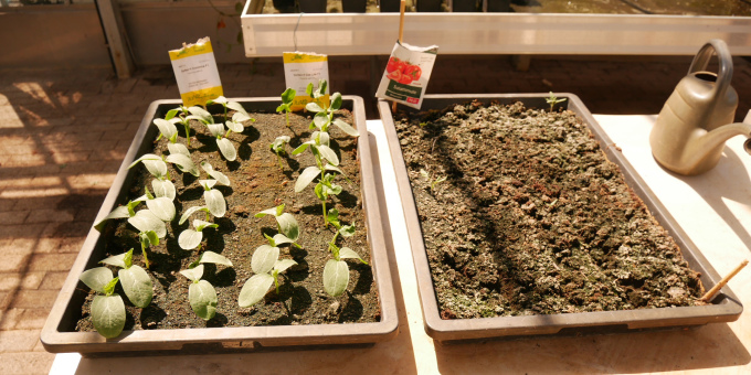 Gemüse - Produkte der Gärtnerei der JVa Luckau-Duben, Außenstelle Spremberg