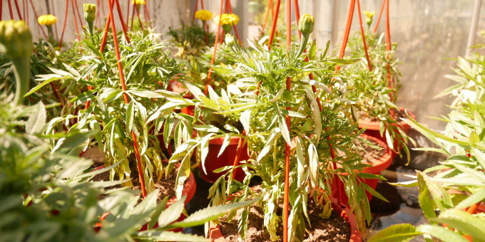 Blumen - Produkte der Gärtnerei der JVa Luckau-Duben, Außenstelle Spremberg