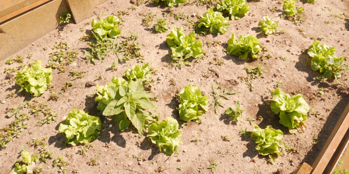 Salat - Produkte der Gärtnerei der JVA Cottbus-Dissenchen