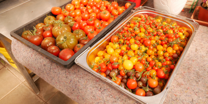 Tomaten - Produkte der Gärtnerei der JVA Cottbus-Dissenchen