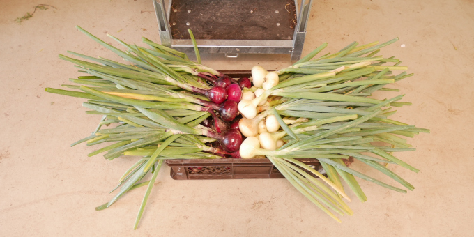 Zwiebeln - Produkte der Gärtnerei der JVA Luckau-Duben