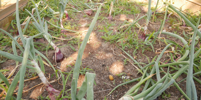 Zwiebeln - Produkte der Gärtnerei der JVA Cottbus-Dissenchen
