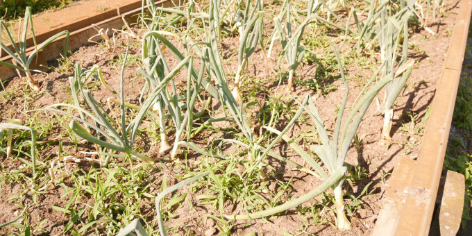 Zwiebeln - Produkte der Gärtnerei der JVA Cottbus-Dissenchen